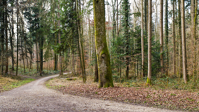 120303 foret Sursee B