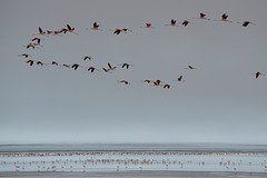 Bolivian Altiplano, Flamingos Flying over the Laguna Colorada