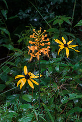 Platanthera ciliaris (Yellow Fringed orchid) with Rudbeckia hirta (Black-eyed Susan)