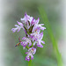 Wild Orchid