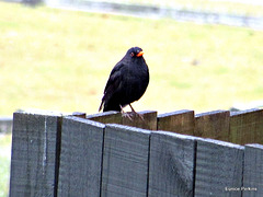Blackbird on Our Fence.