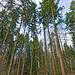 120303 foret Sursee C
