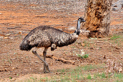 P1270351- Emeu d'Australie - Flinders Ranges.  08 mars 2020