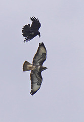 corbeau freux contre buse variable
