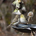 Finches at a Birdbath
