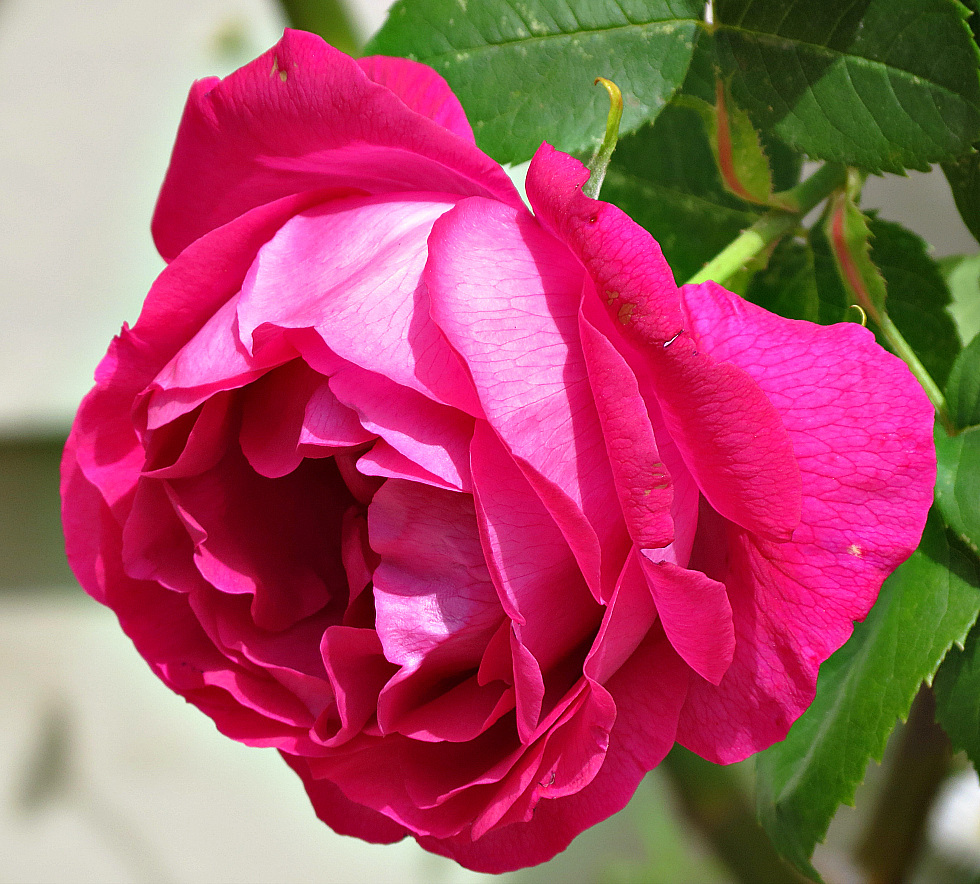 une rose pour vous souhaiter une bonne nuit et un bon mardi