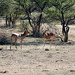 Namibia, Erindi Game Reserve, Preparations for Impala Males Duel
