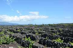 Azores, Unusual Vineyards on the Island of Pico
