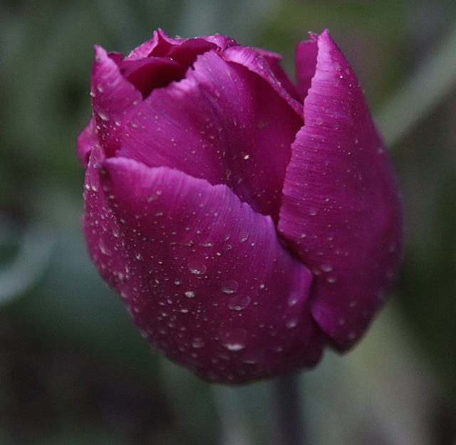 tulipe de mon jardin