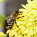 Biene an den Blüten einer Mahonia Winter Sun - 15. Jan. 2020!