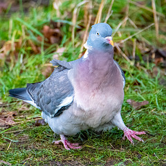 A windblown wood pigeon