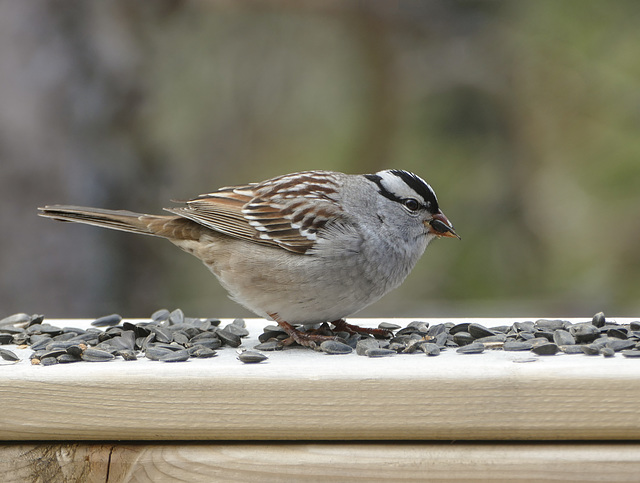 Day 10, White-crowned Sparrow