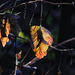 Herbstblatt mit Reif