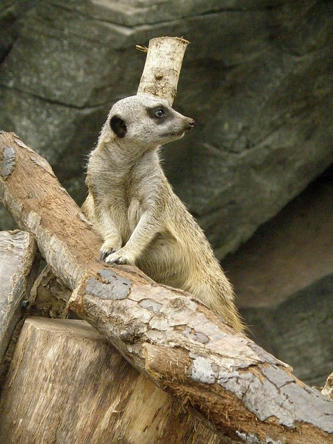 Meerkat at North Carolina Zoo