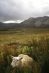 highland with sheep