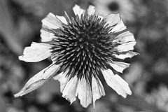 Cone Flower in Black and White
