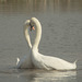 Swan Lake 02