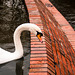 Orange, and a Swan
