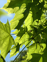 Leaves And Light. Shadows And Shapes