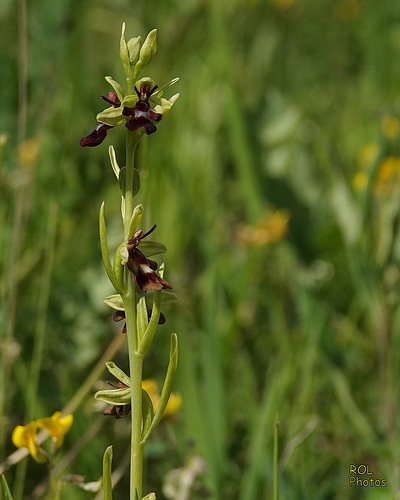 Dans son biotope