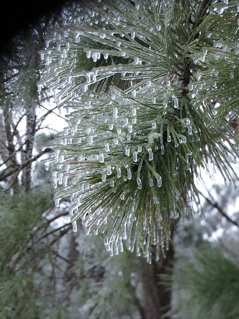 Ice on a pine branch