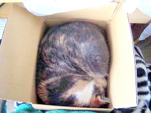 Honey Asleep in a Cardboard Box