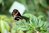 Schmetterling  (PicinPic)