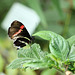 Schmetterling  (PicinPic)
