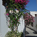 Rhodes, Flower Bed on the Wall in Lindos