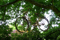 Mit dem Fahrrad durch die Bäume