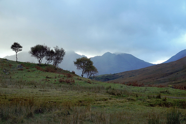 trees and Black cuillin