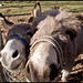 Mememe donkeys II