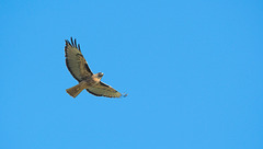 Red tailed hawk on a clear autumn day