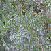 Ice on a juniper branch