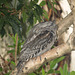 Frogmouth 012015 21