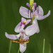 Calopogon pallidus (Pale Grass-pink orchid) with Crab Spider
