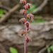 Corallorhiza striata var. striata (Striped Coralroot orchid)