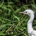 Little Egret (Cropped for head detail)
