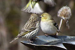 Two Finches at a Birdbath