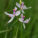 Calopogon pallidus (Pale Grass-pink orchid)
