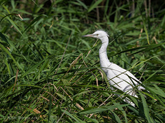 Little Egret in the reed beds