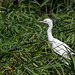 Little Egret in the reed beds