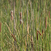 20181225-0933 Typha domingensis Pers.