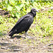 EF7A1414 Turkey Vulture