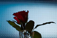 Rose 50 + 14 : La vie en rose