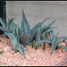 Agave neomexicana grise  (1)