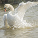 Displaying Swan 05