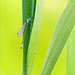 Between the Drops and Yellow Background...
