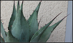 Agave neomexicana grise  (2)