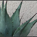 Agave neomexicana grise  (2)